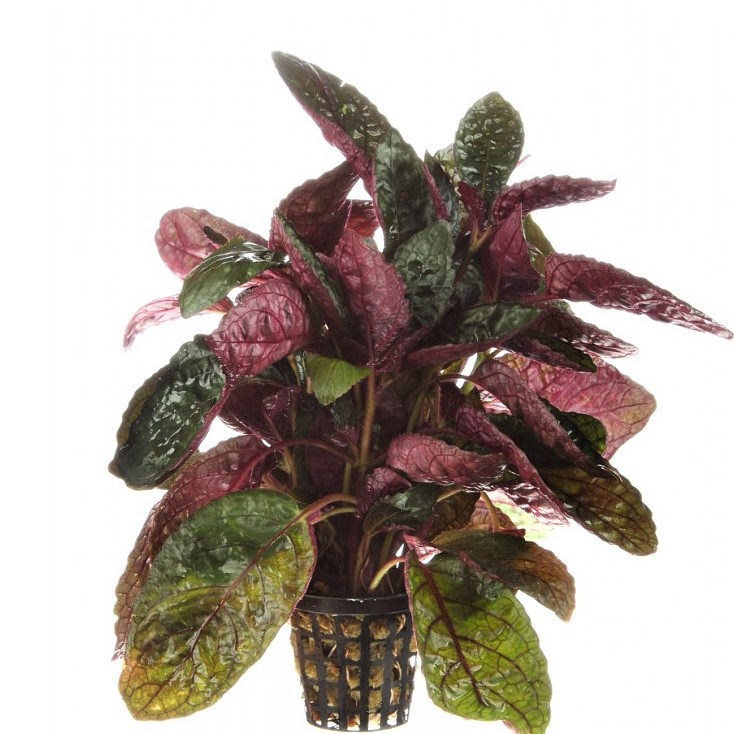 Hemigraphis colorata in pot
